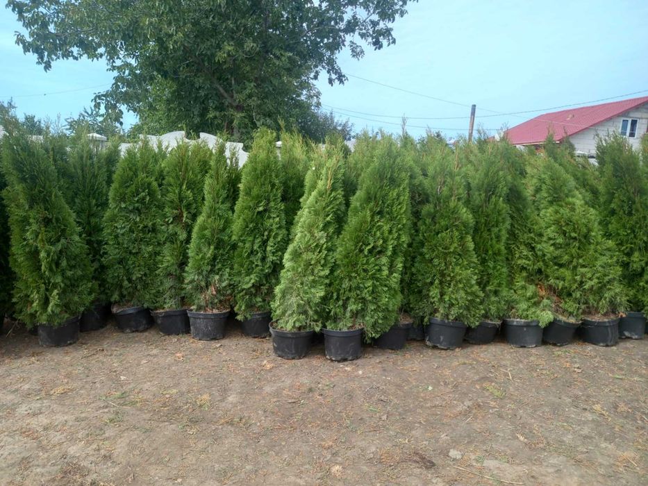 Plante ornamentale leylandi trandafiri copac,,laur,catalpa,prunus nigra,cires japonez