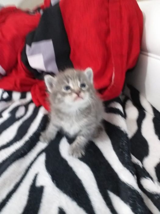 British silver tabby