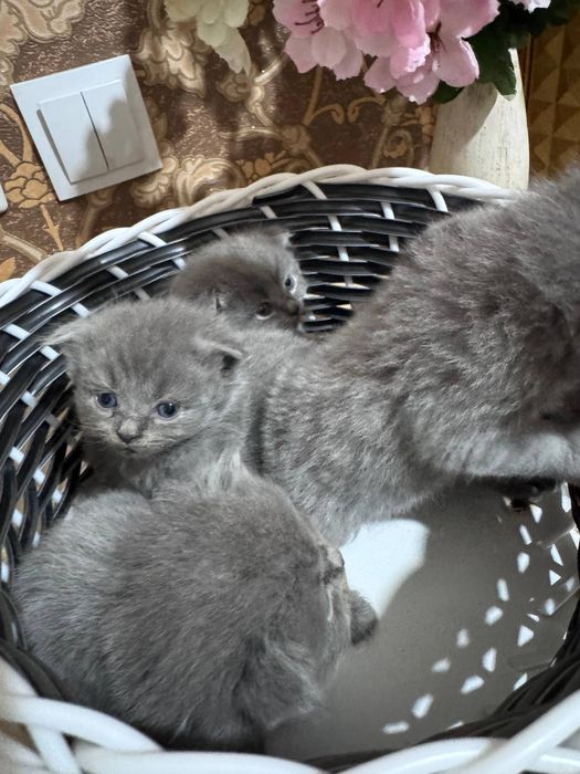 Скоттиш фолд котята.