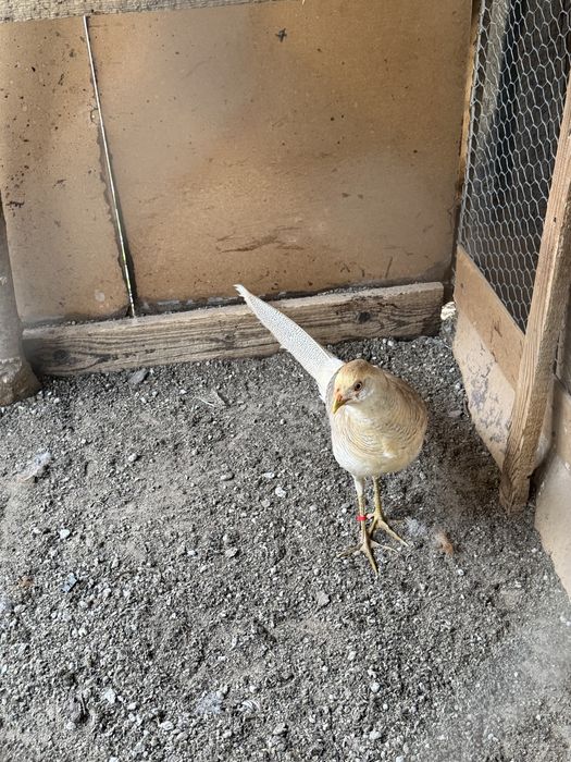 Fazani aurii si argintiu