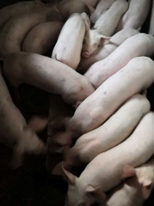 Свободни прасета 20 - 24 кг