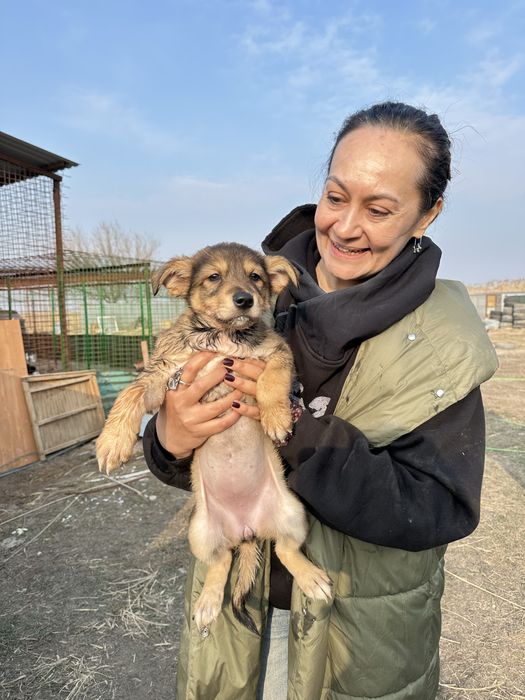 Ищем дом щенкам звонкам.