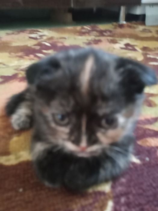 Веслоухие катята