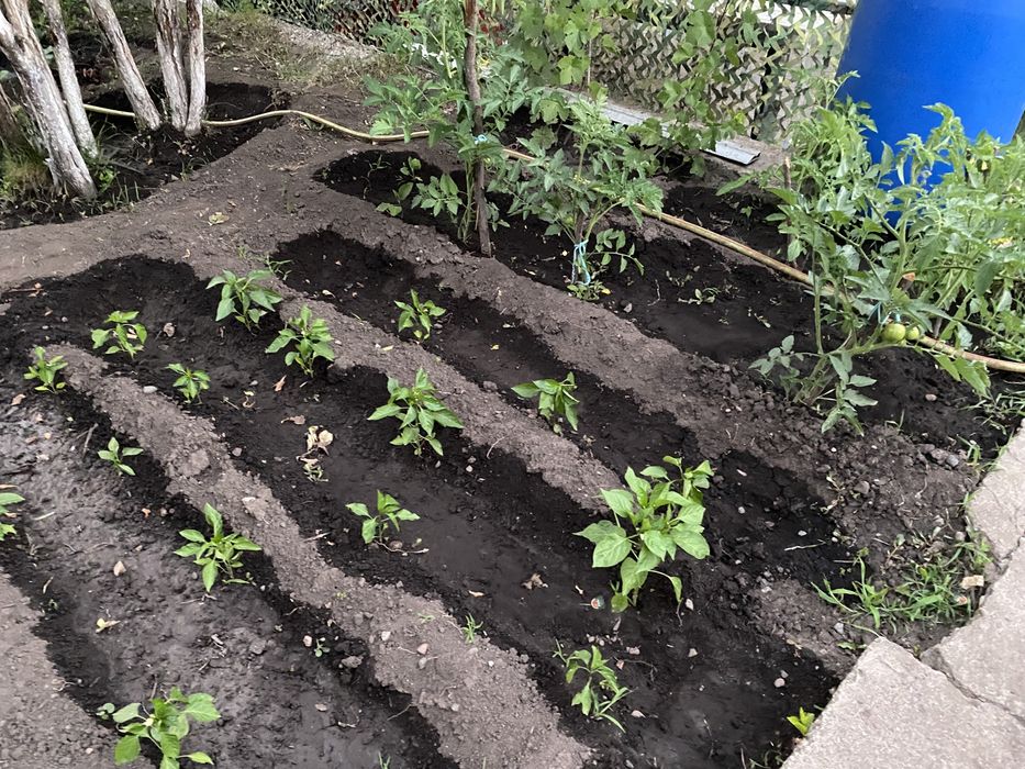 Дача «Родники» саяжай уйі