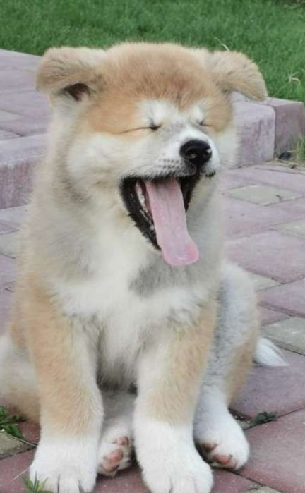 Щенок Акиты -ину девочка
