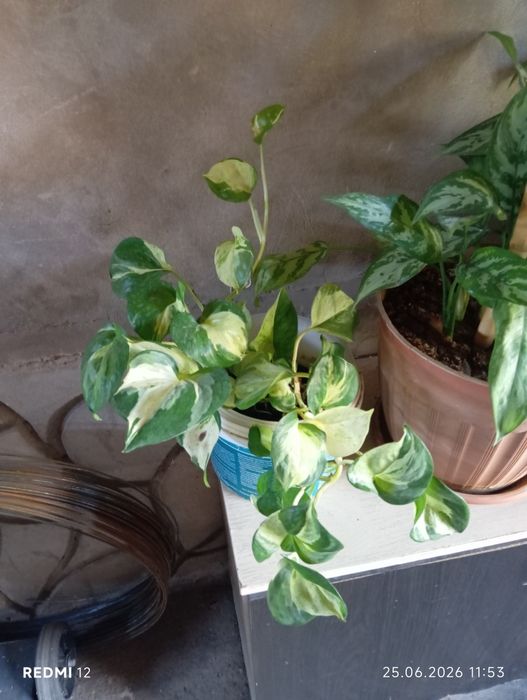 Продам цветы в горшках