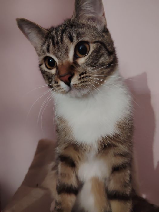 Котик ищет семью