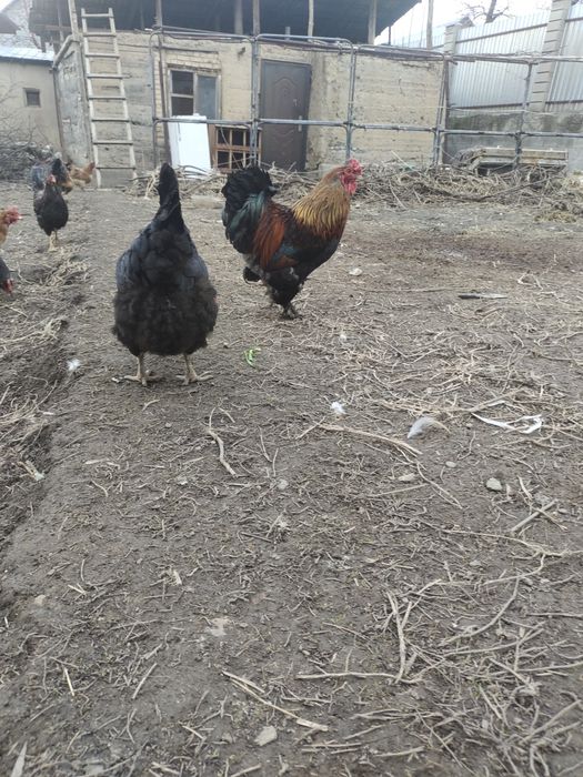Продам петухов домашных