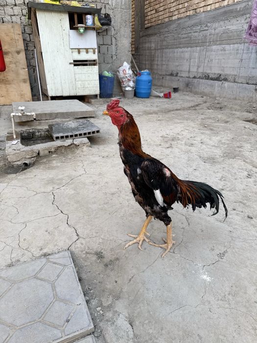 Сотилади корея шамо