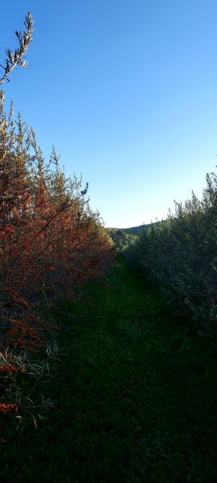 Vand Livada Cătina Arad