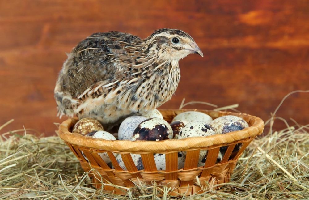 Домашние перепелиные яйца