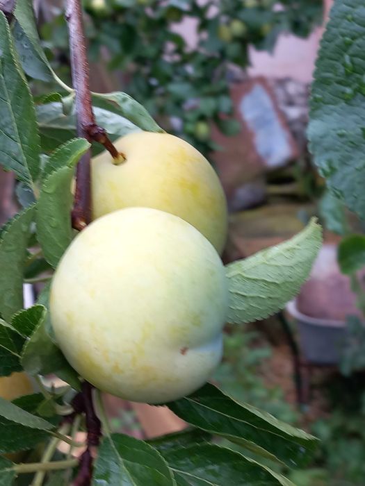 vand prune galbene Renclod