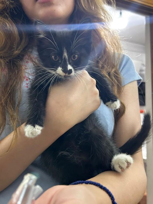 Котята одам в хорошие руки
