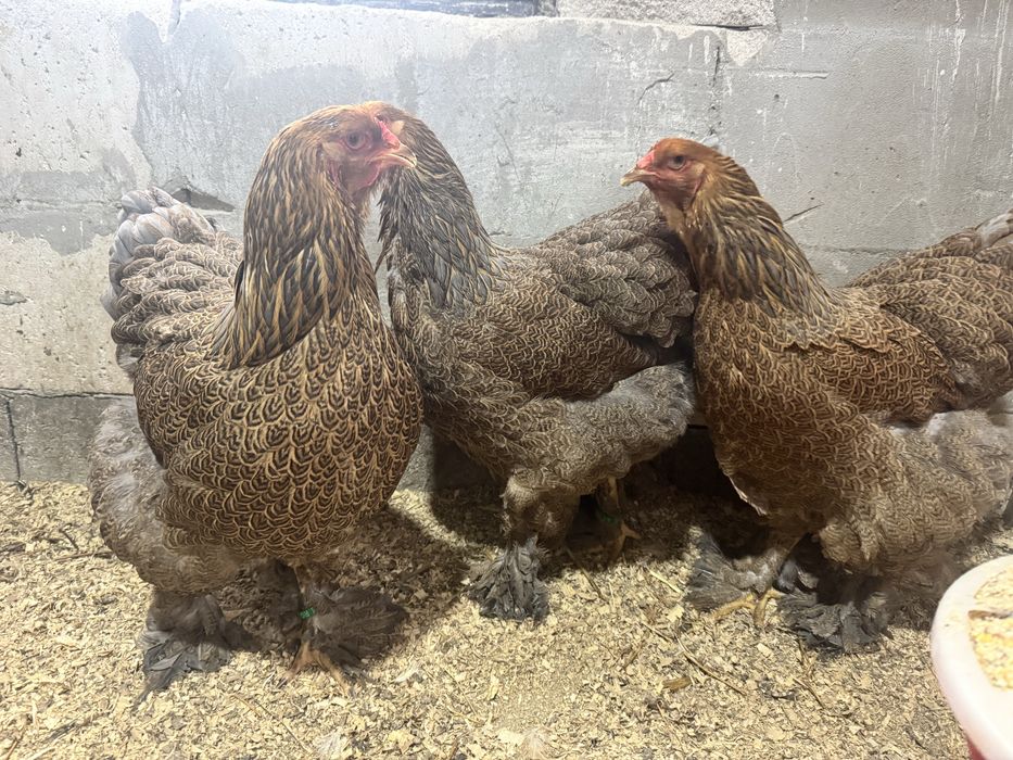 Vand gaini rasa brahma