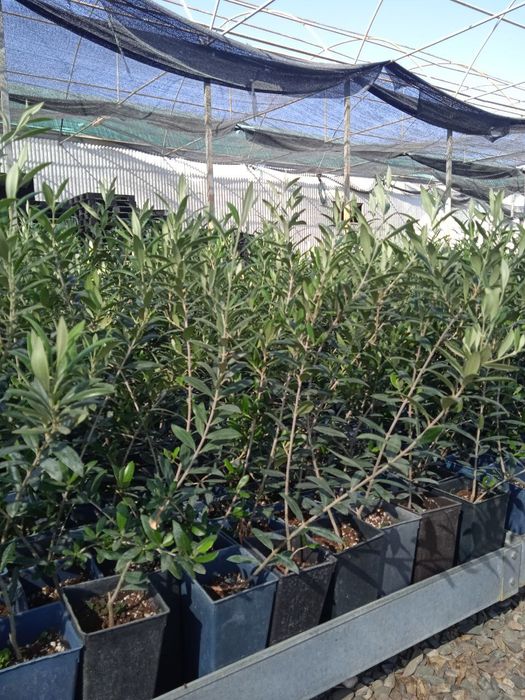 Зайтун кочати бор мева киледигони