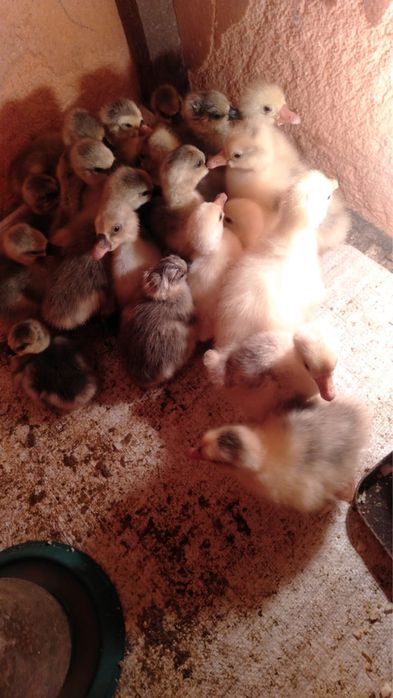 Продам гусят недельные