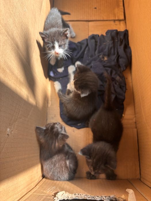 Котята в добрые руки