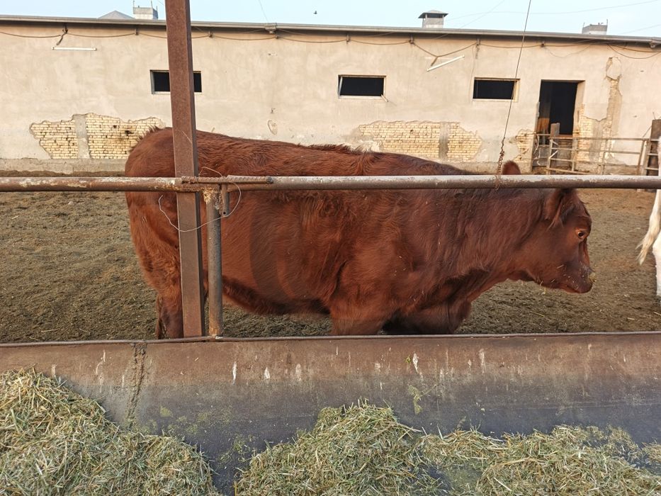 ангус ғуножинла сотилади хомиладор