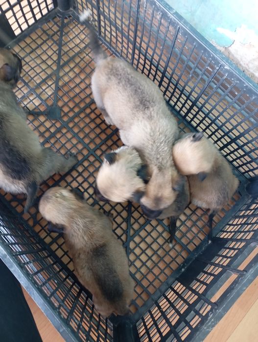 Donez cățeluș talie mică/medie