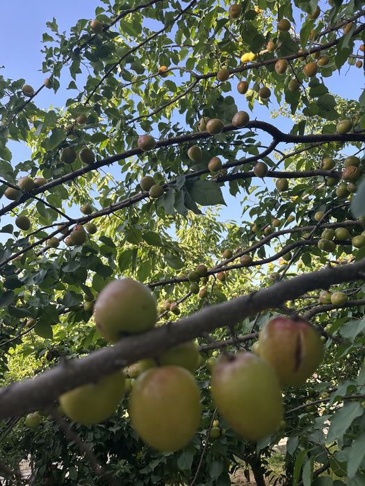 Продаю свой участок  (20х30) на против парка Янги Узбекисна 300 метров