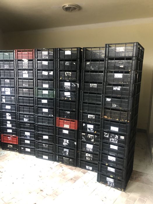 Lazi/ladite plastic pentru depozitare legume,fructe