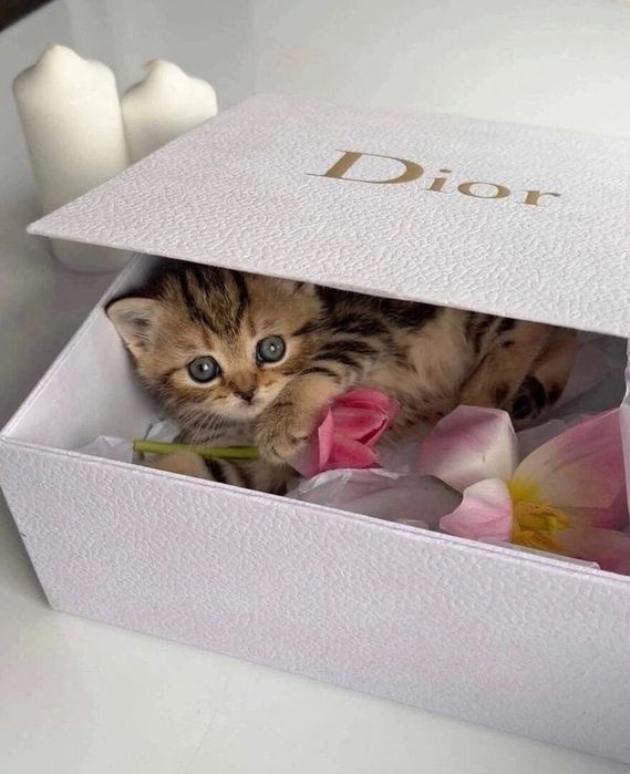 Шотландский котенок