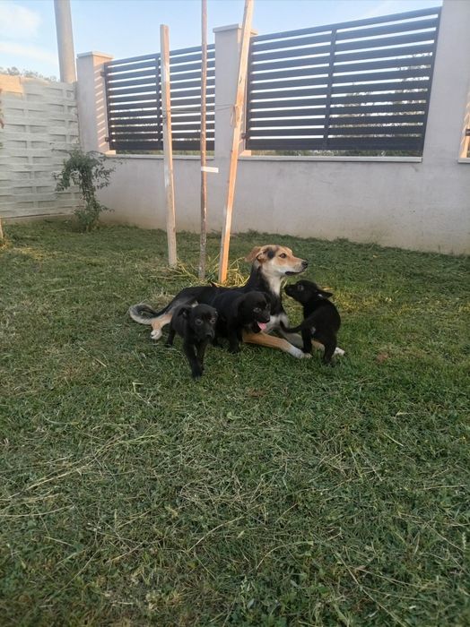 4 cățeluși își caută o familie