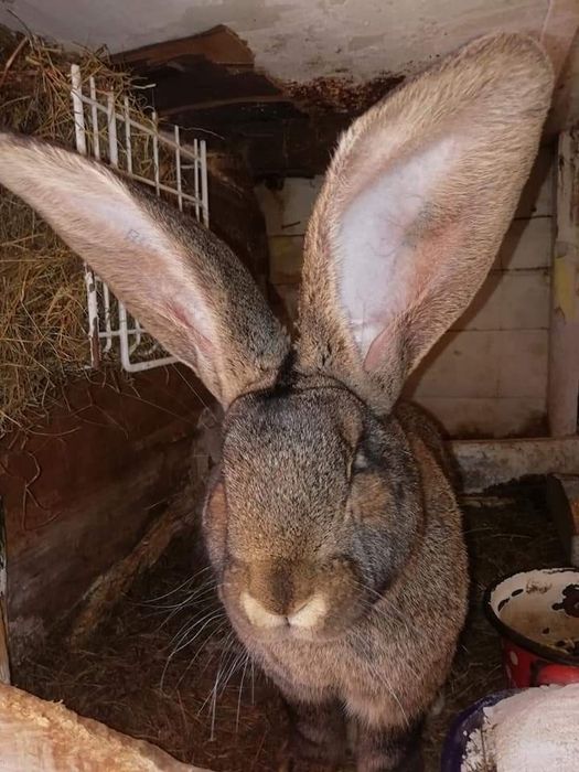 Uriaș German, Femele și Masculi 10 luni