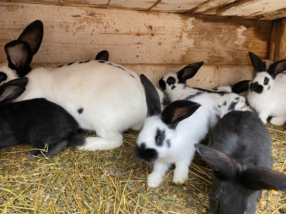 PUI Fluture german din tata cu certificat de origine tatuat