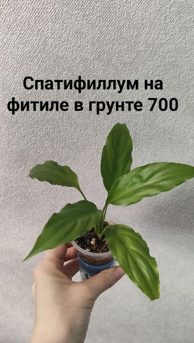 В продаже комнатные цветы