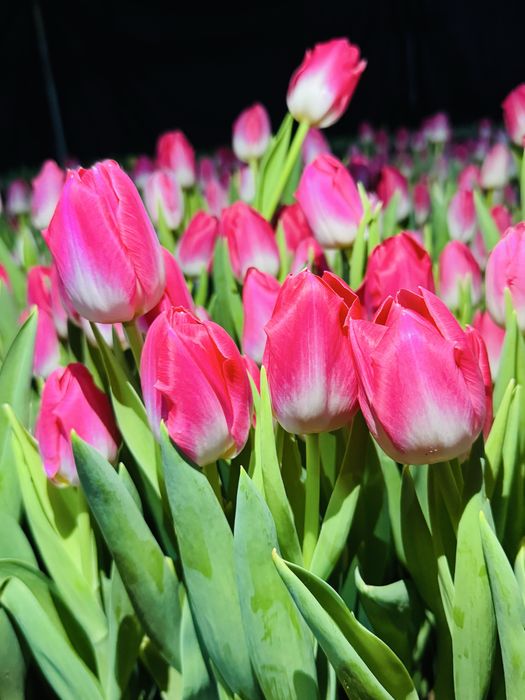 Тюльпаны оптом и в розницу,оптом голландские тюльпаны