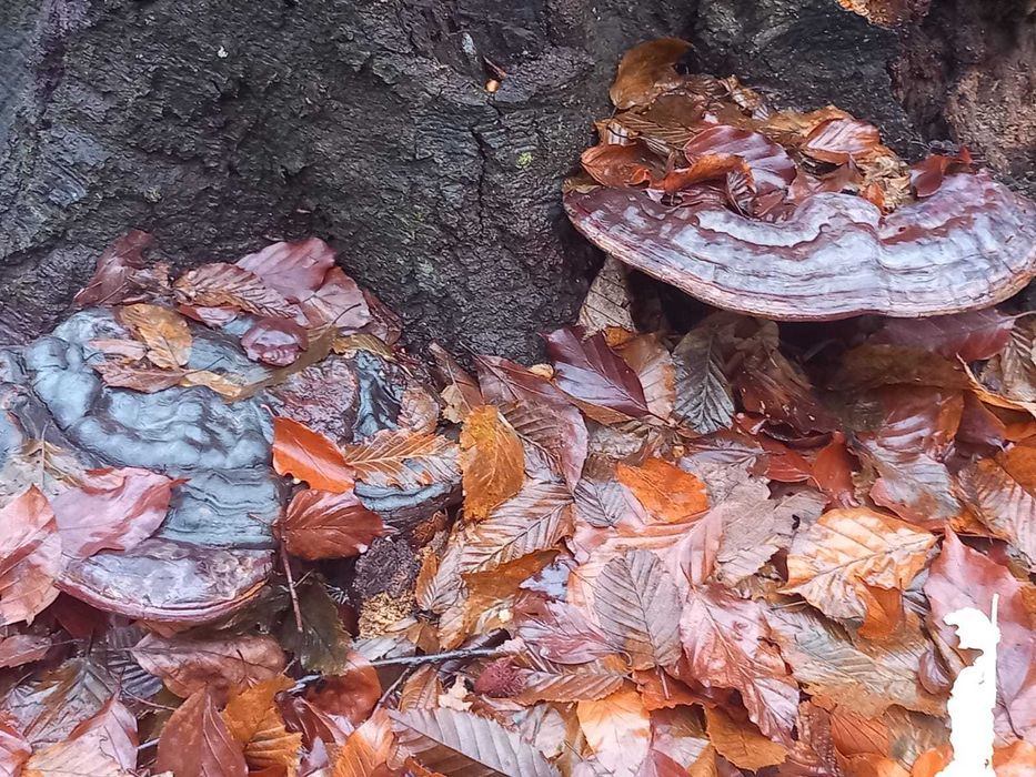Ciuperci medicinala ganoderma aplanatum