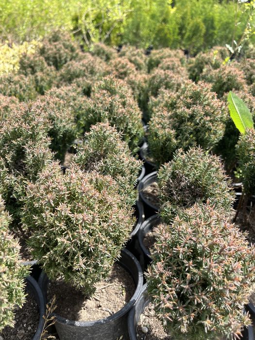 Западна Мини Туя Теди