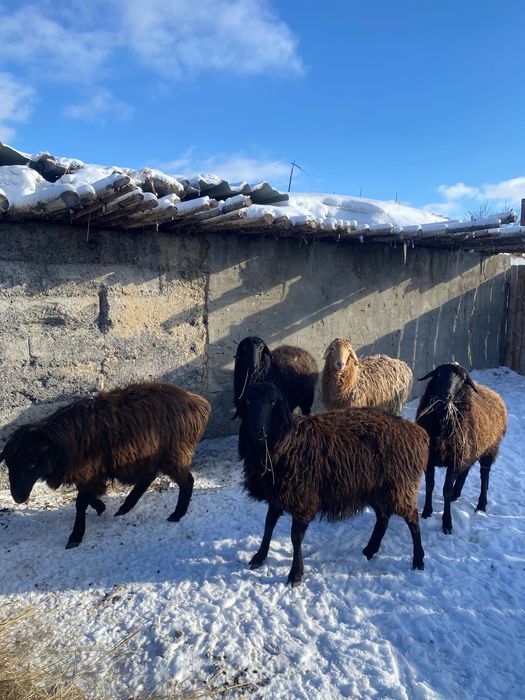 баран кой семиз торг бар