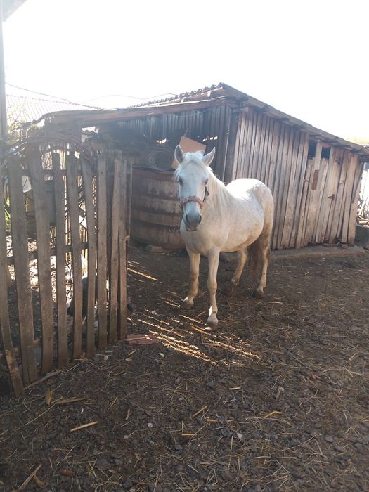 Vând iapă varsta 10 ani blândă nu se sperie de mașini