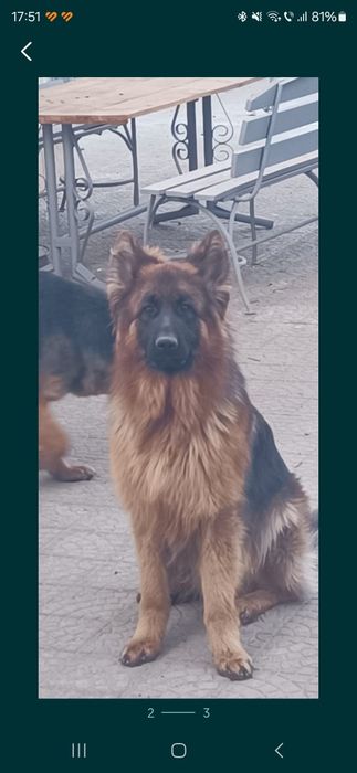 Ciobanesc german cu par lung