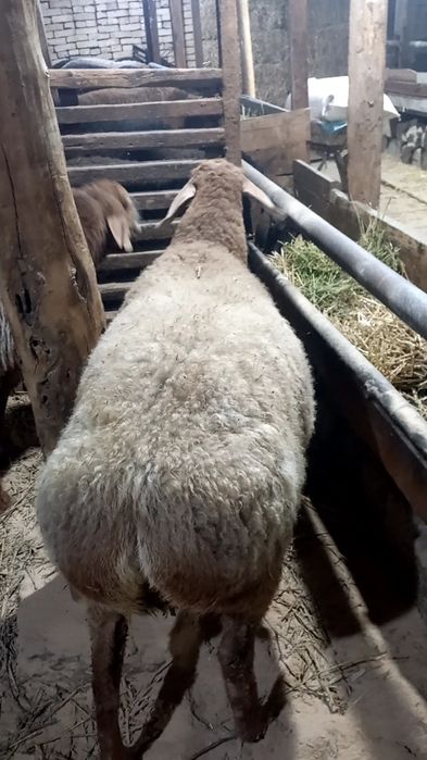 Ona bola sovliq sotiladi