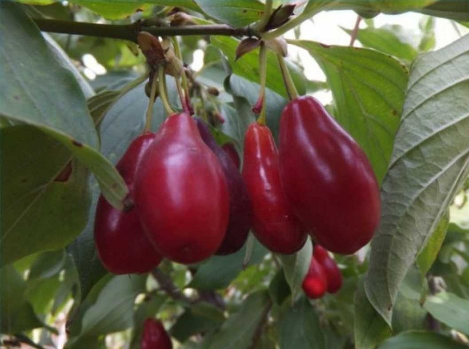 Кизил вкусно и полезно