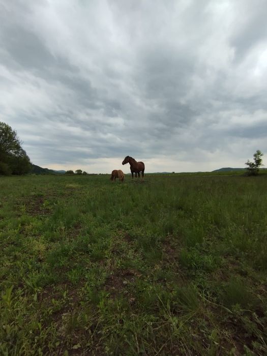 Vând cal și ponei