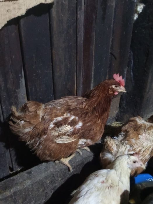 Ломан браун несушки куры