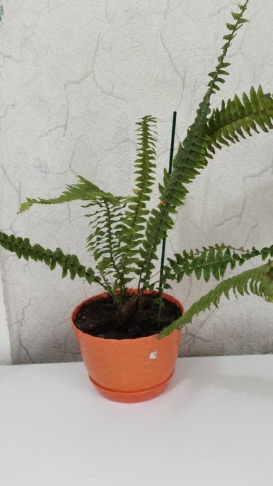 Продам комнатные цветы.