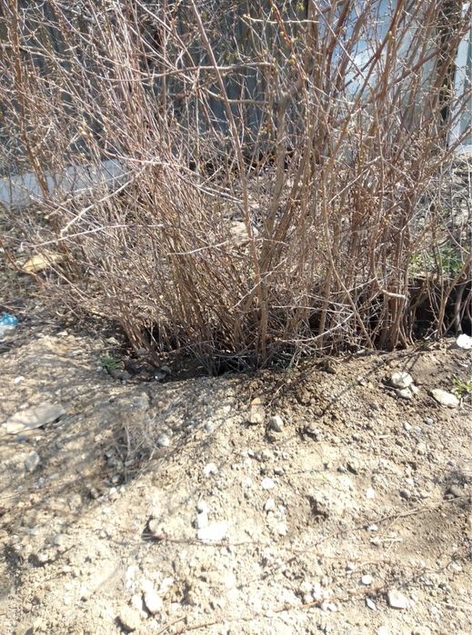 Саженцы вишня хороший сорт