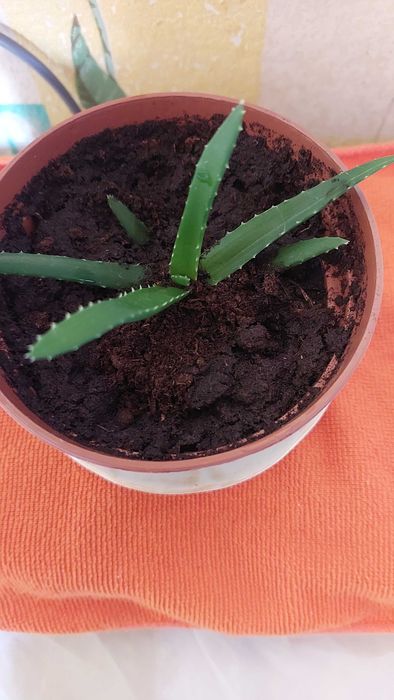 Продам комнатные цветы. Алоэ.