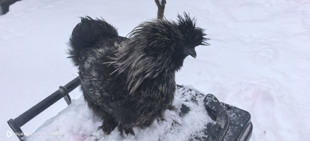 Matase japoneză 1+1 sau cocoși