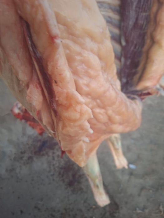 Ту бие 750 мын .