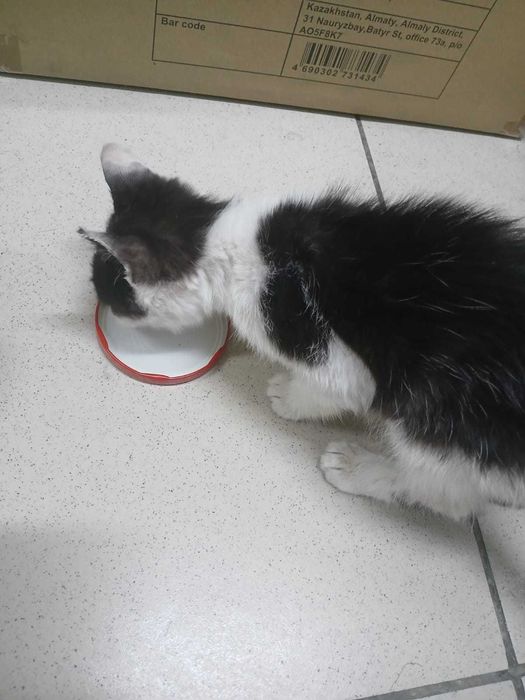 котенок ищет дом