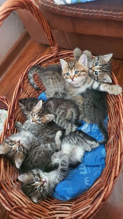Котята шотландский вислоухой