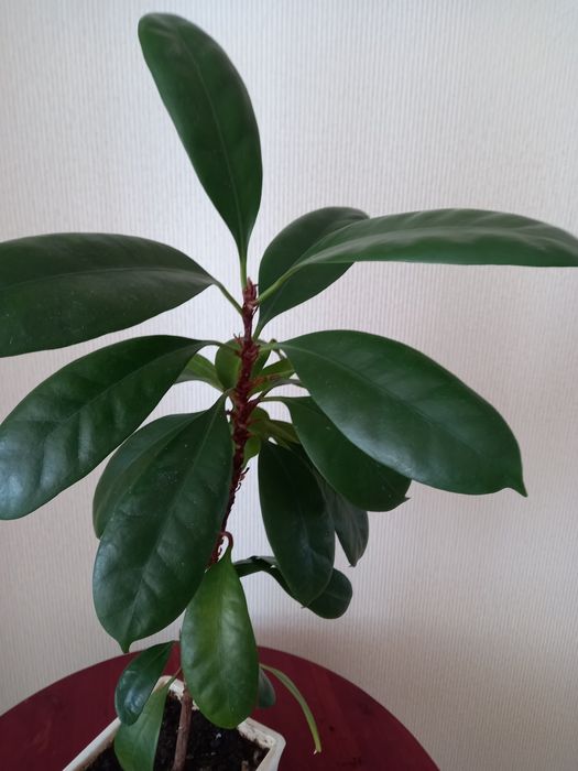 Украшение дома ЦВЕТЫ