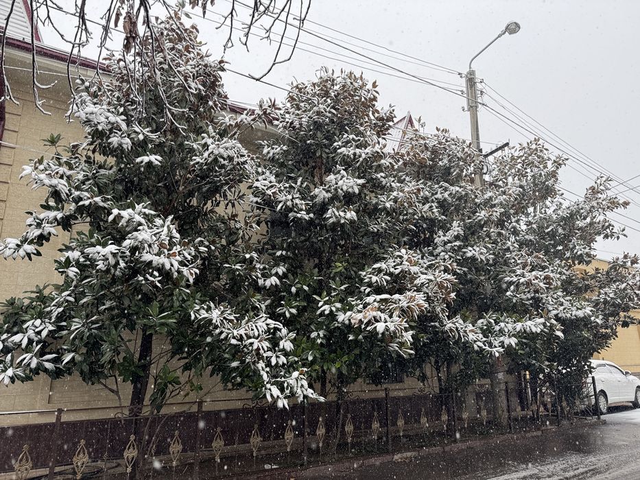 Magnoliya Декоративное дерево Магнолия – украшение для двора и сада