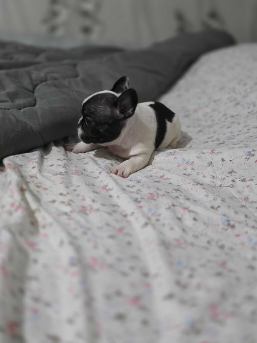 Мъжки и женски френчита